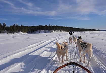 Running dog sled team