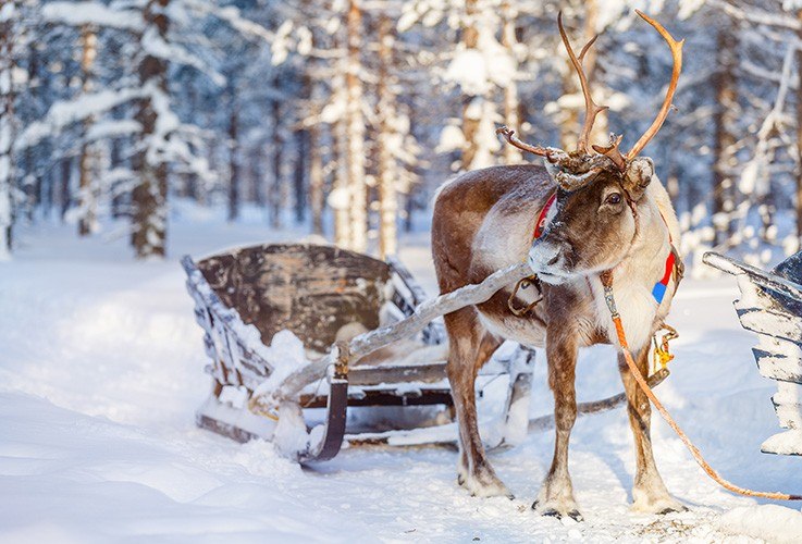 Reindeer sled