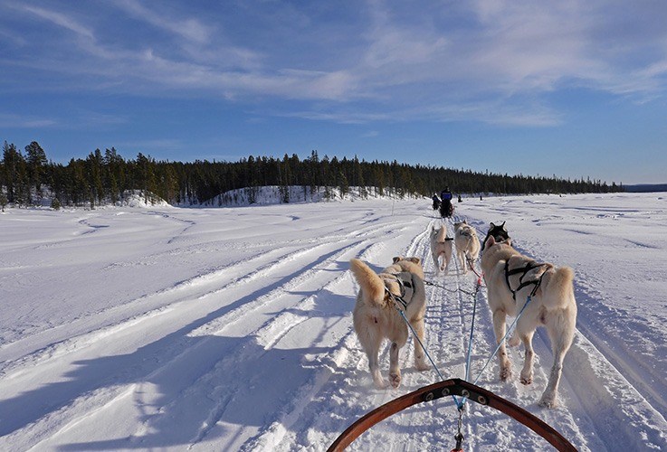 Running dog sled team