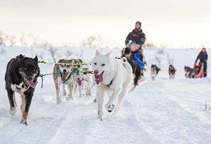 Running dog sled team