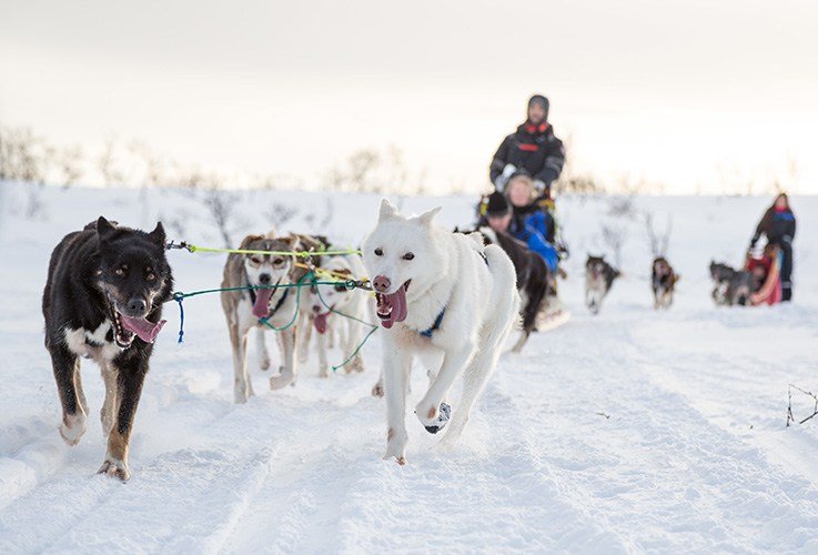 Running dog sled team