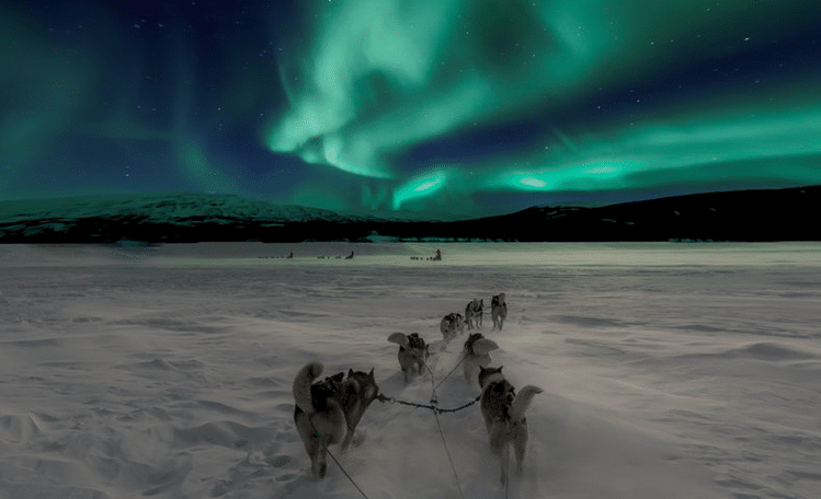 dog sledding in lapland under the northern lights